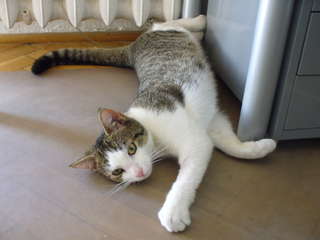 Filut